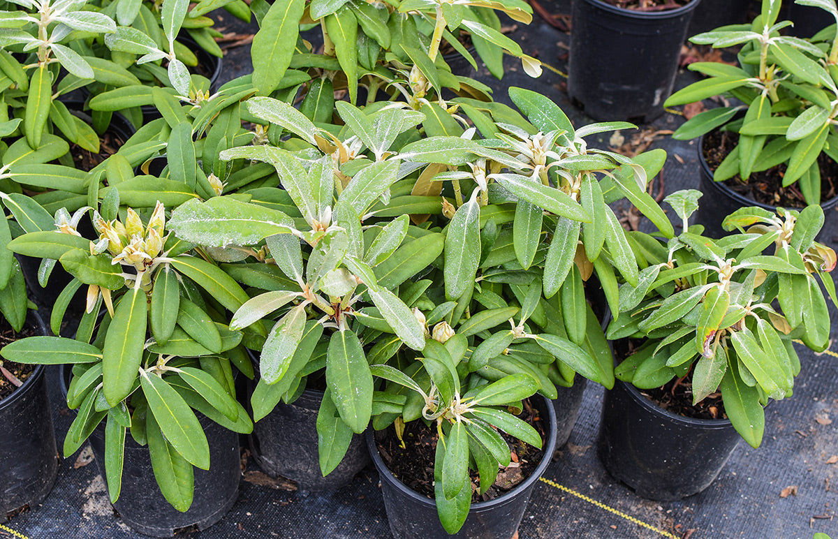 Blue Baron Rhododendron