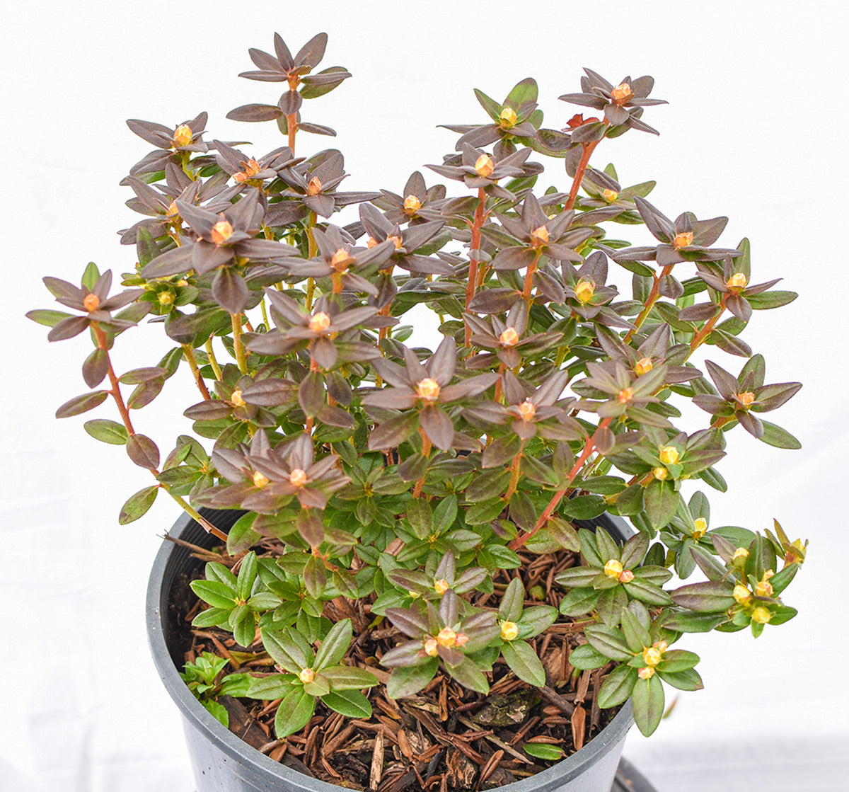 'Bob's Blue' Rhododendron