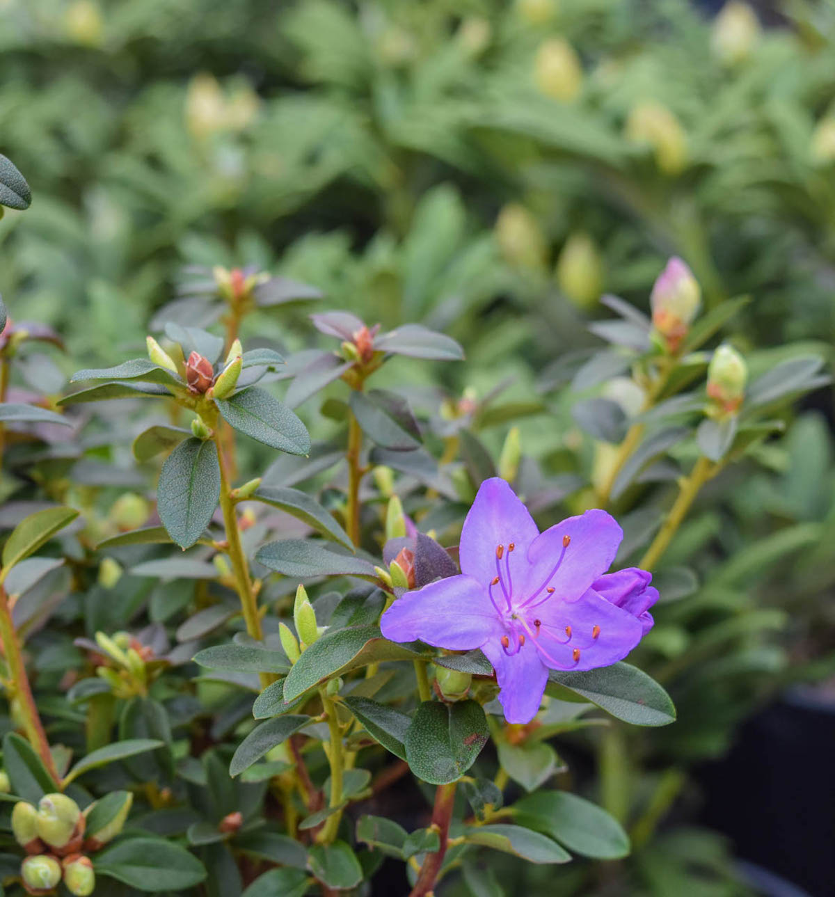 Rhododendron Blue Diamond