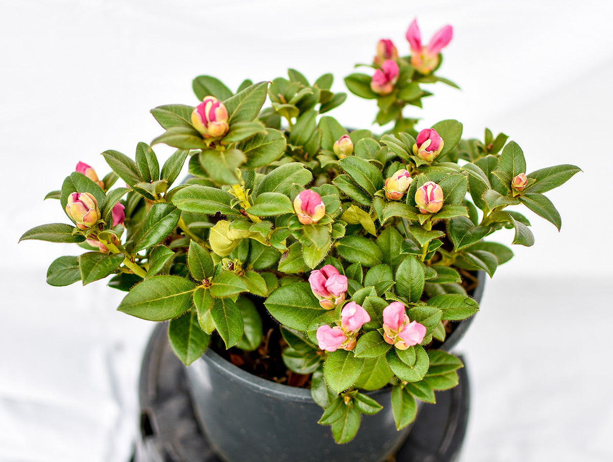 Cilpinense Rhododendron