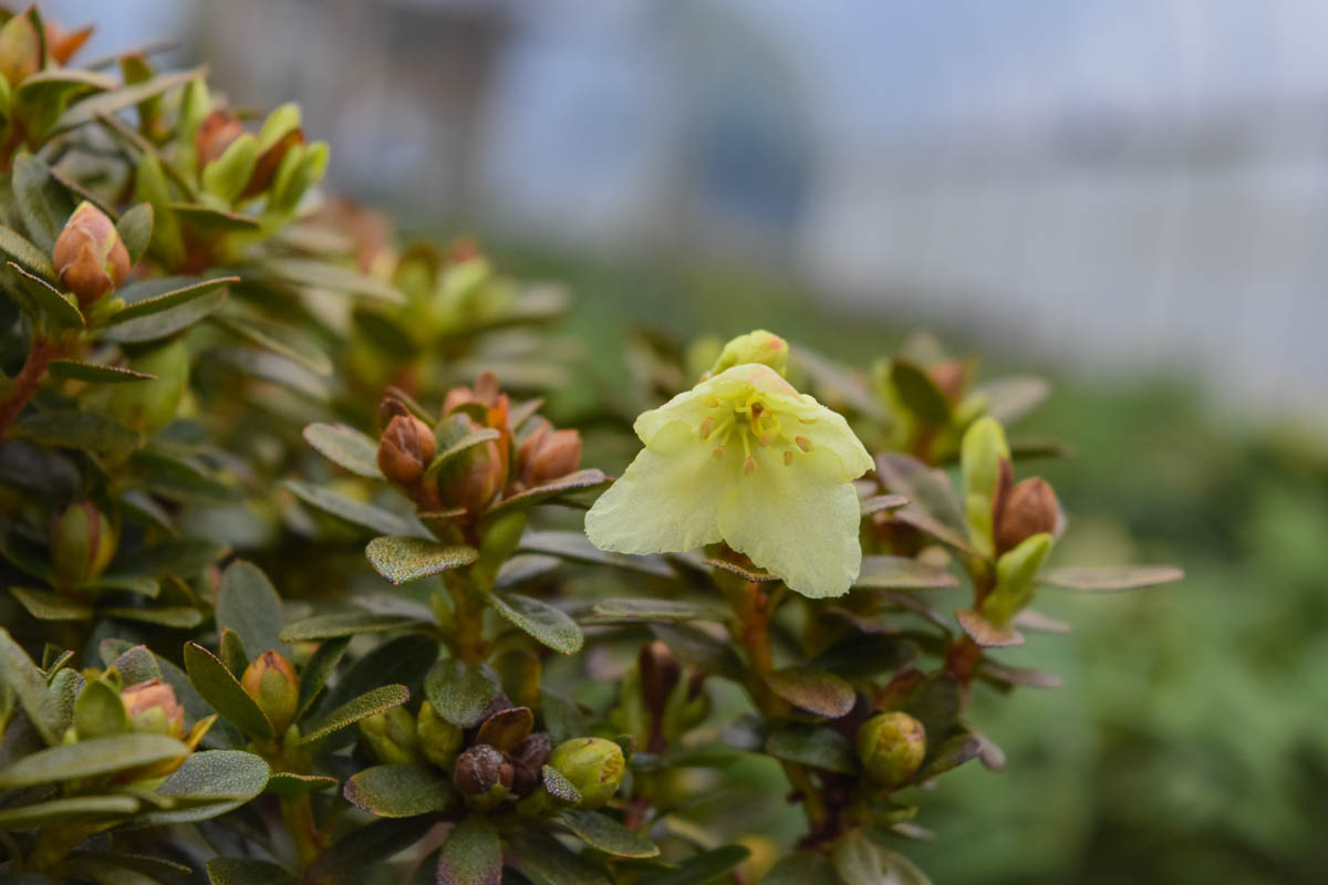 Curlew Rhododendron