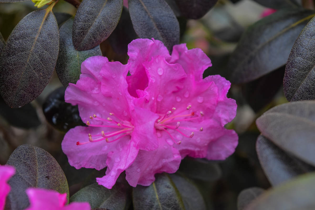PJM Natalie's Pink Rhododendron