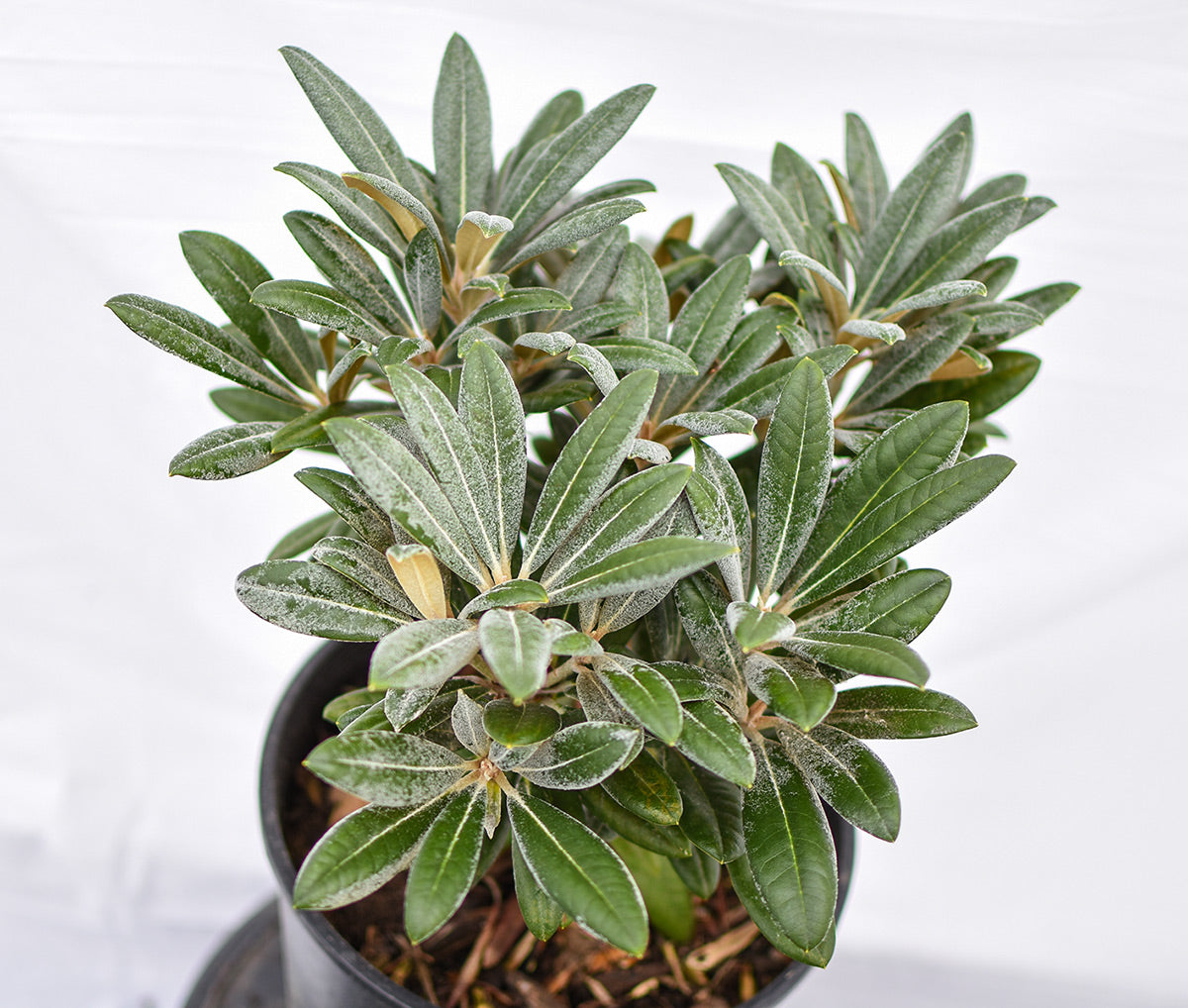 Silver Skies Rhododendron