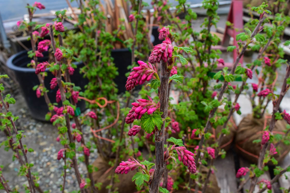 King Edward VII Flowering Currant