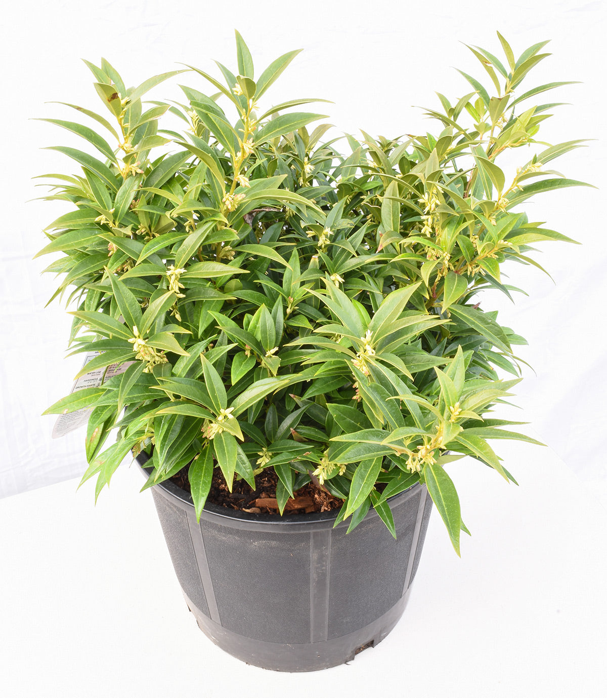 Sarcococca confusa