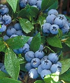 'Patriot' Highbush Blueberry