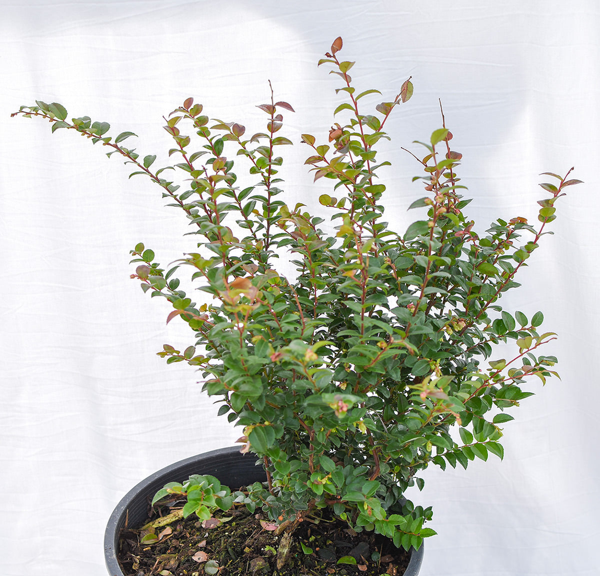 Thunderbird Evergreen Huckleberry