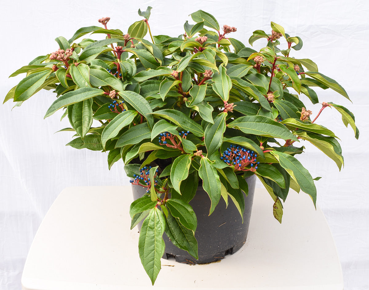 david viburnum plant Viburnum Davidii - Viburnum Shrub (10 litre pot | 40