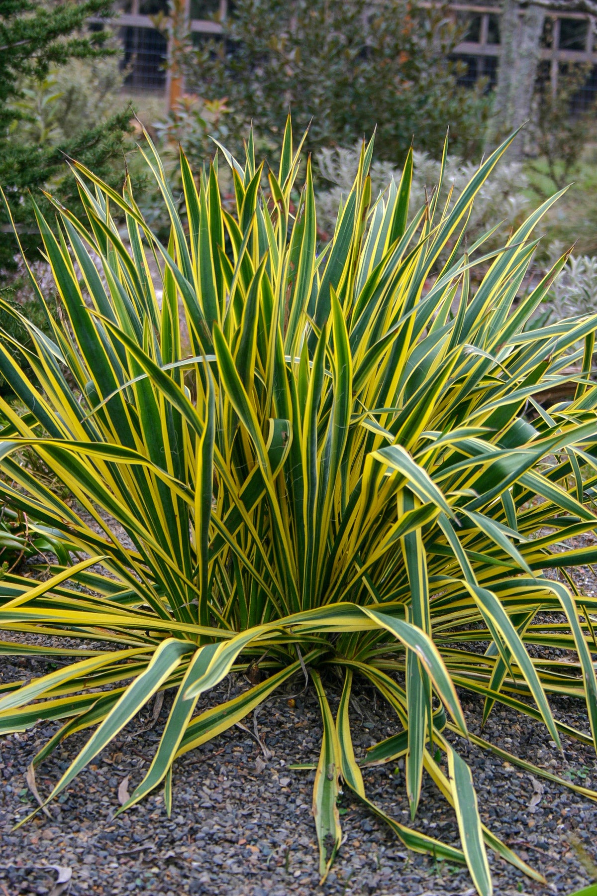 Bright Edge Yucca