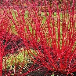 Cardinal Red-Twig Dogwood