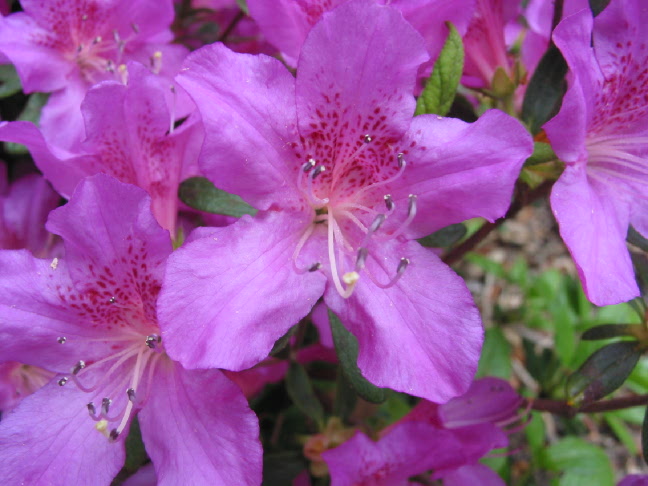 Sherwood Orchid Azalea