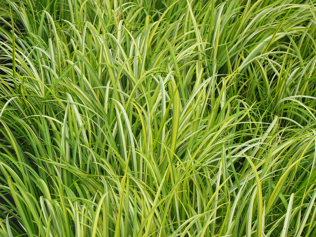 Golden Variegated Sweet Flag