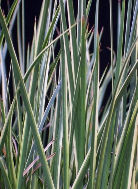 Variegated Japanese Sweet Flag