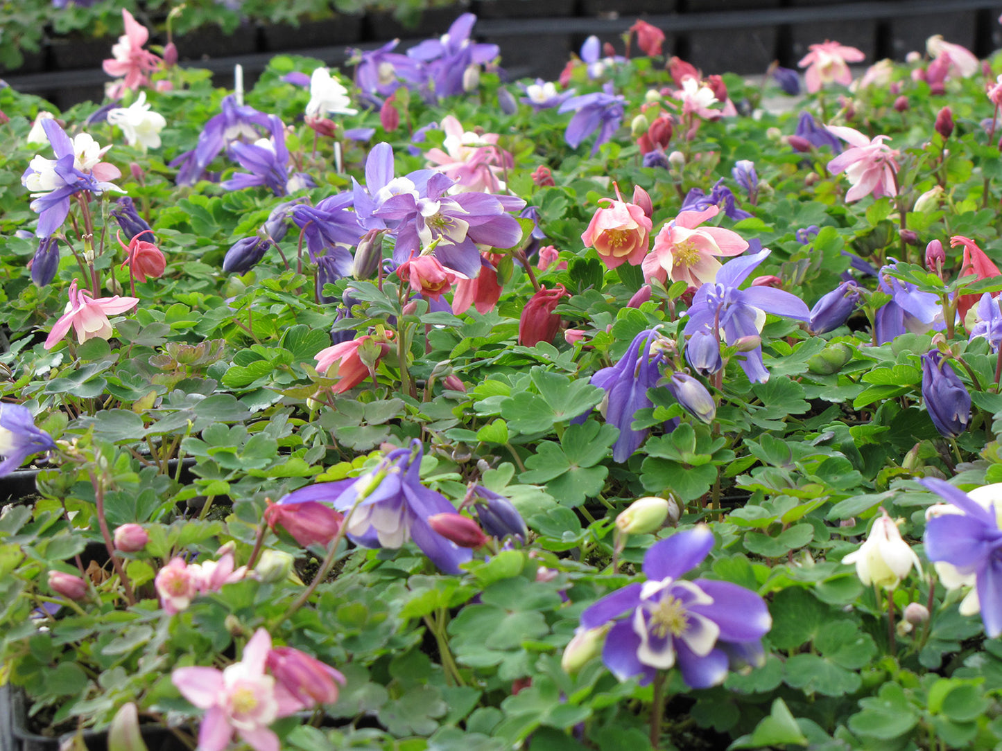 'Cameo Mix' Dwarf Columbine