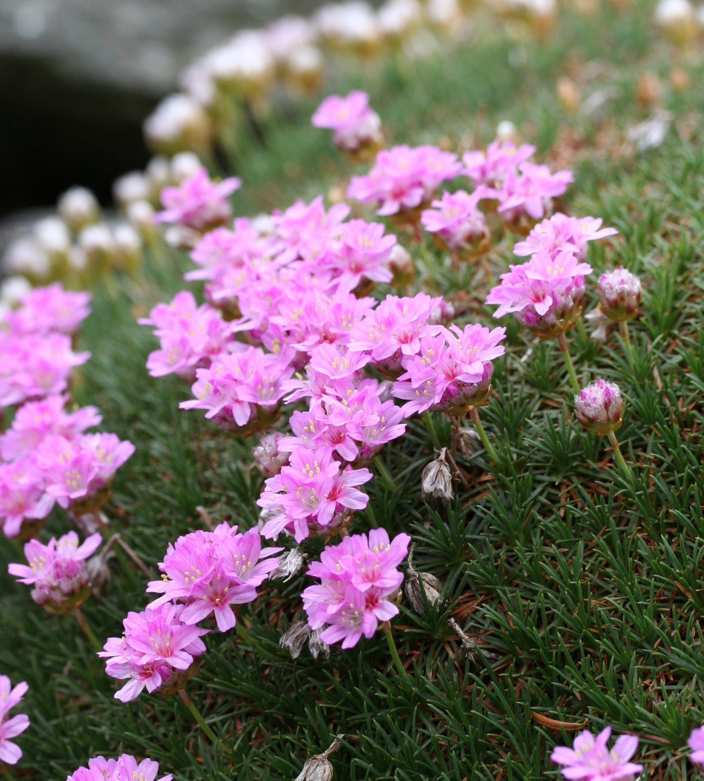Armeria juniperifolia Spanish Thrift