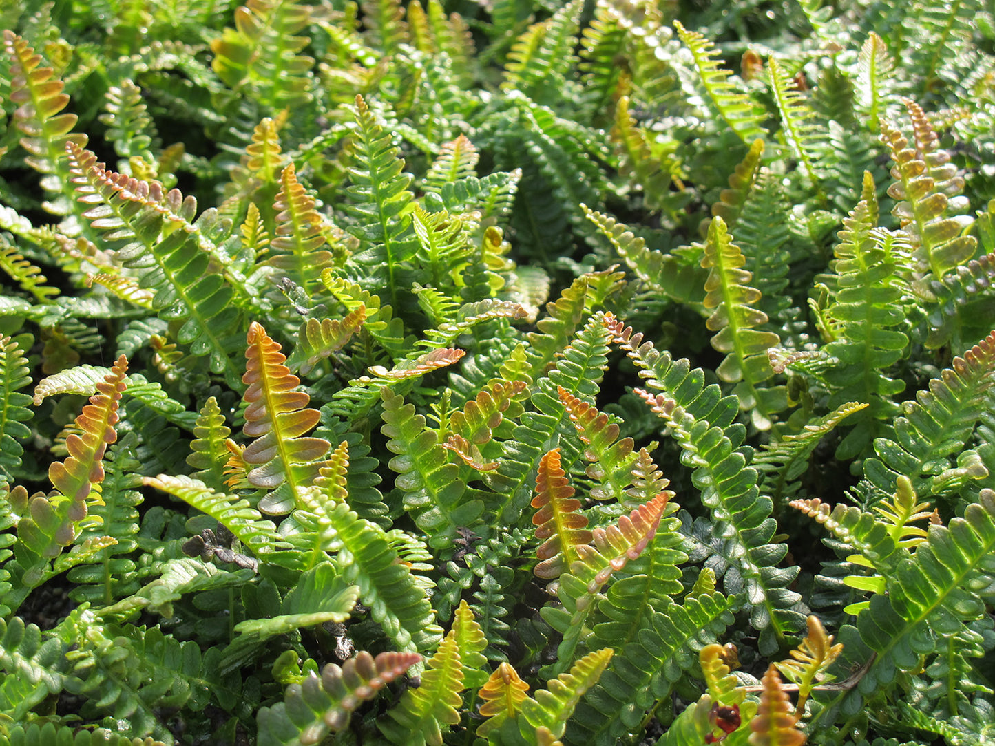 Alpine Water Fern Blechnum penna-marina