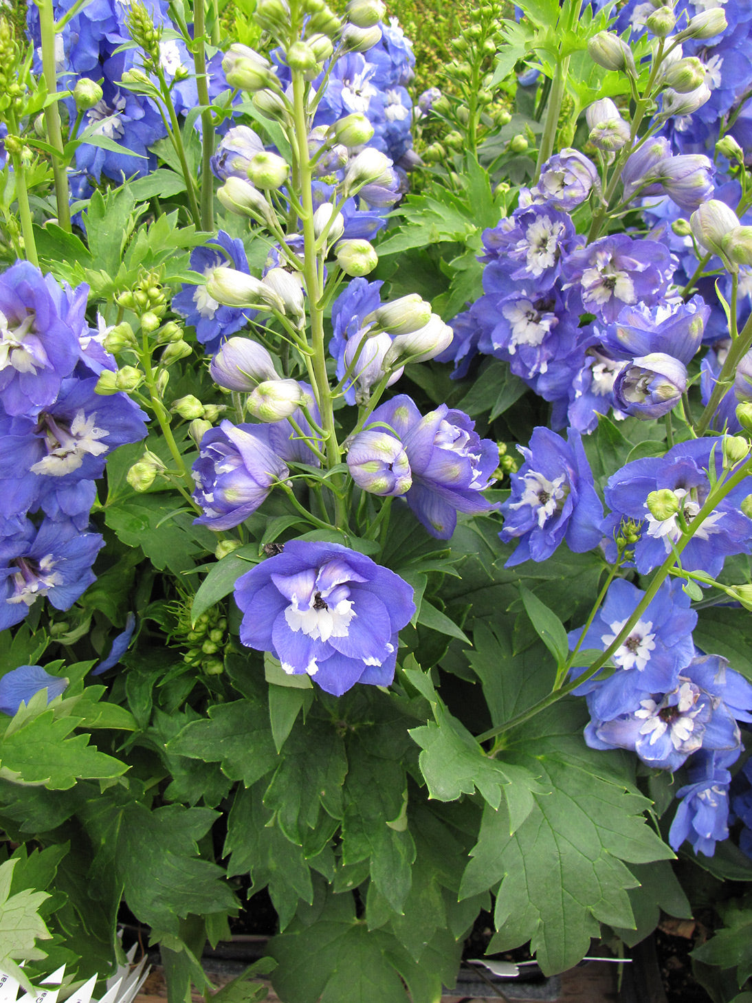 Larkspur Delphinium 'Aurora Blue'