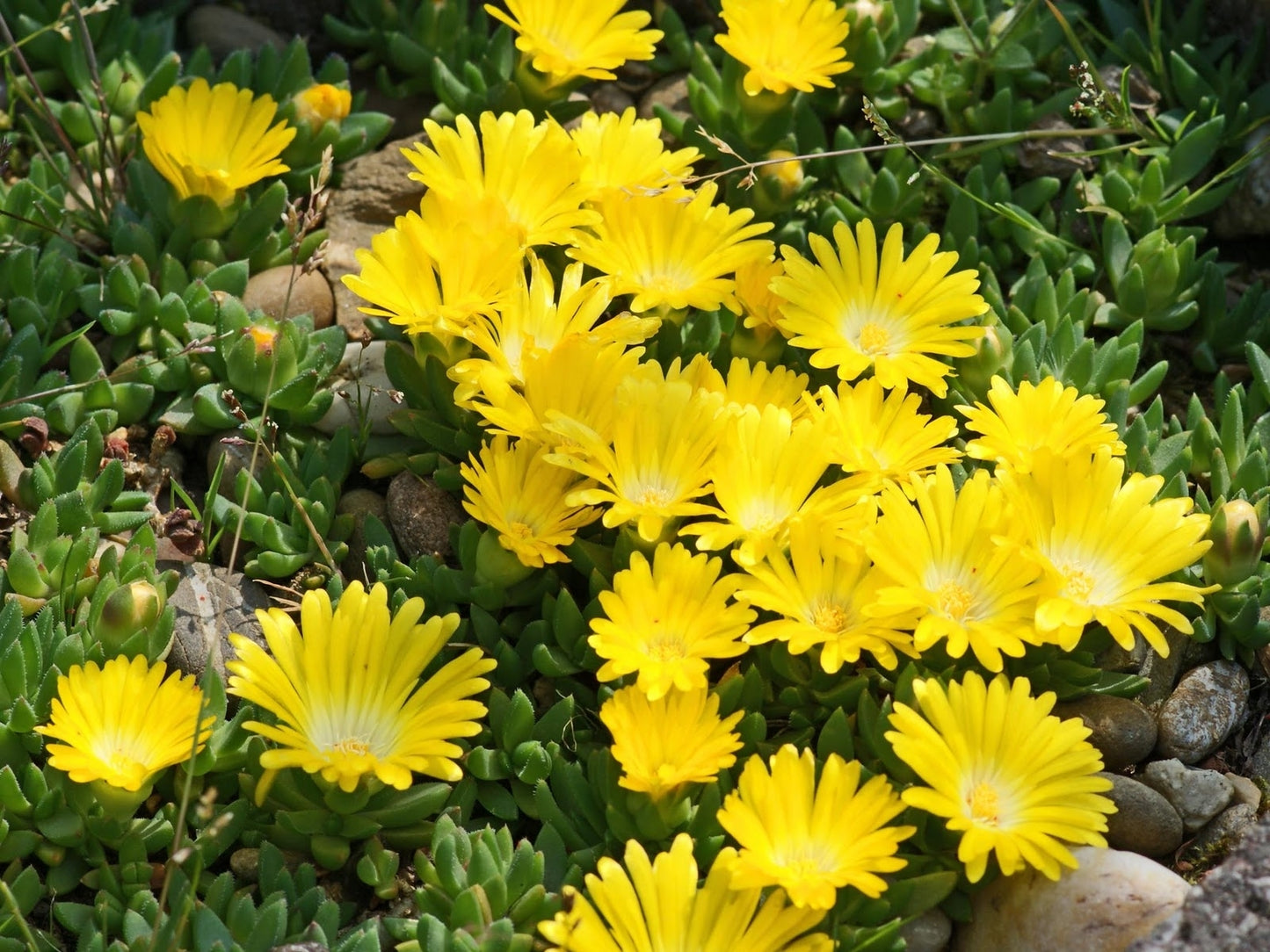 Delosperma Congesta Ice Plant