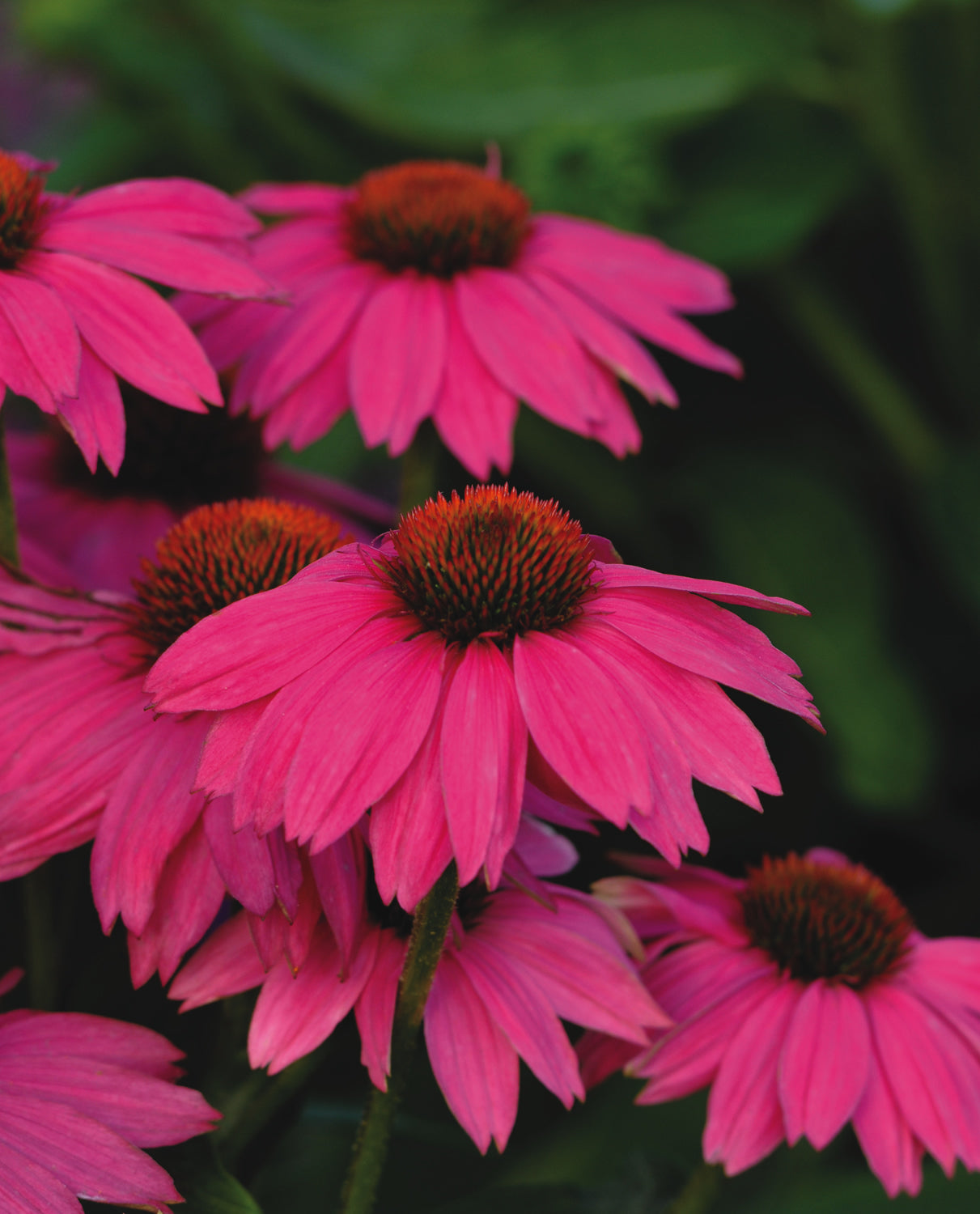 PowWow® Wild Berry Coneflower