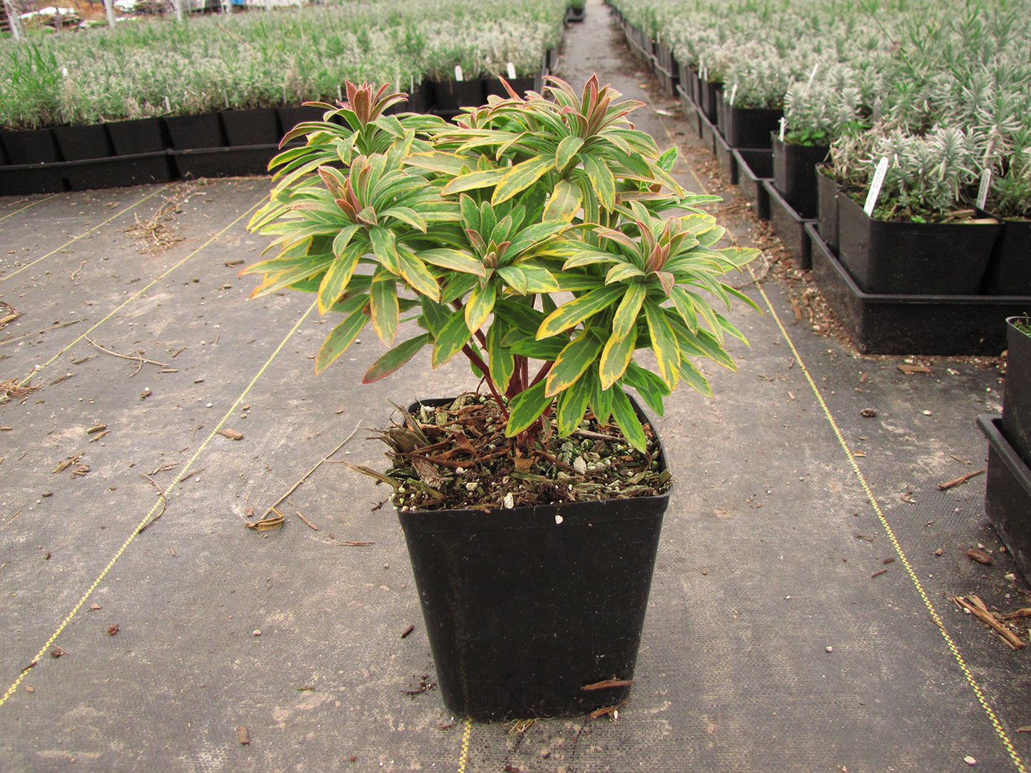 Ascot Rainbow Spurge