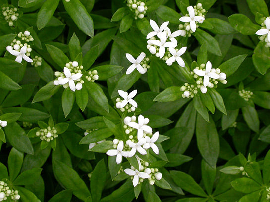 Galium odoratum Sweet Woodruff