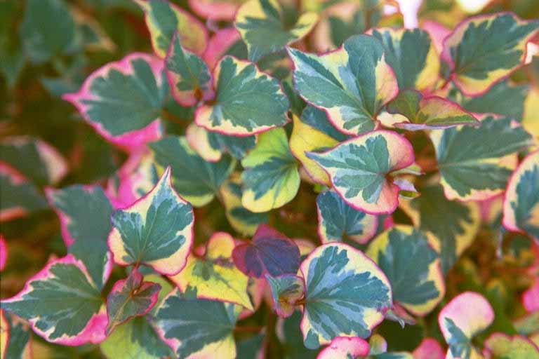 Houttuynia cordata Chameleon Plant