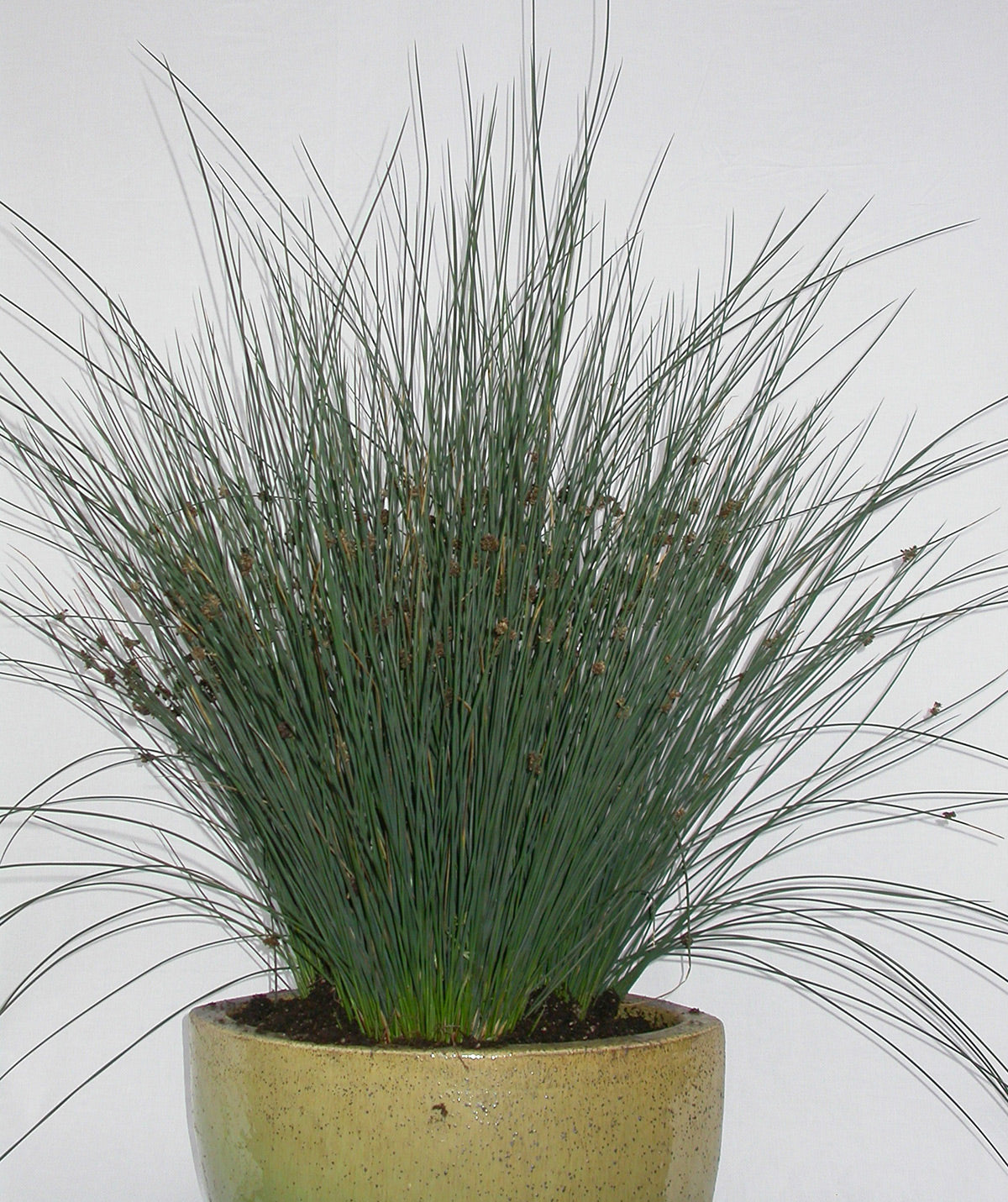 Juncus Elk Blue Rush