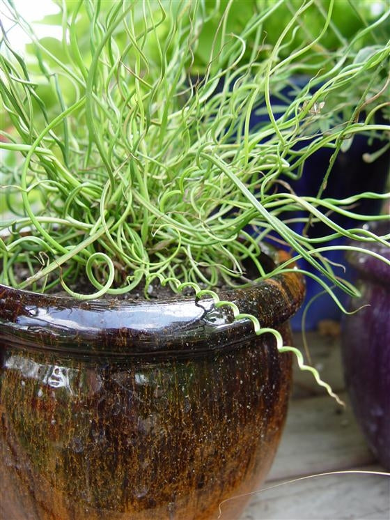 Juncus Twister Corkscrew Rush