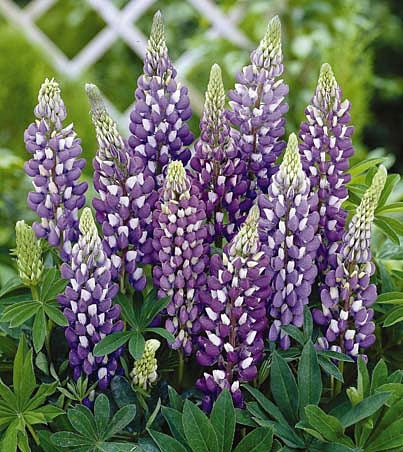 Lupinus regalis 'Gallery Blue' Lupine
