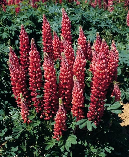 Lupinus regalis 'Gallery Red' Lupine