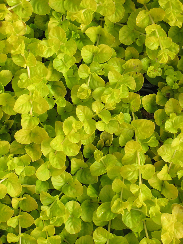Lysimachia Golden Creeping Jenny