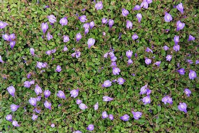 Creeping Mazus
