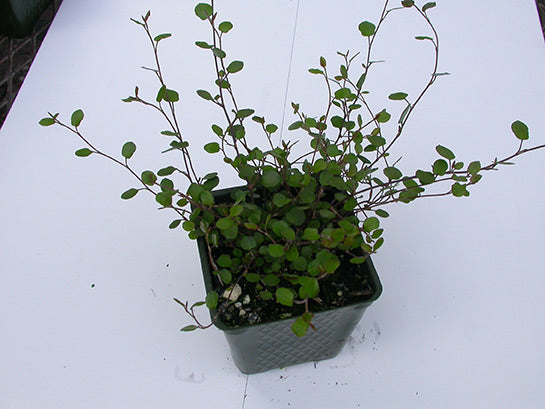 Muehlenbeckia Creeping Wire Vine