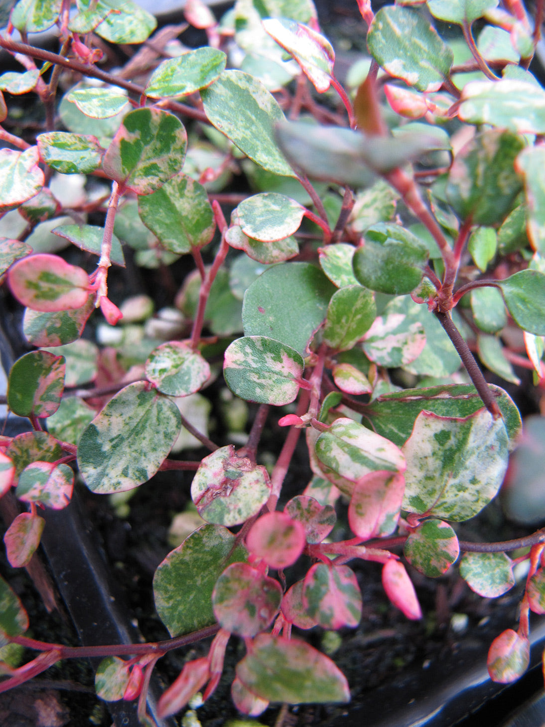 Muehlenbeckia Variegated Wire Vine
