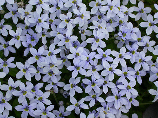 Pratia pedunculata Blue Star Creeper