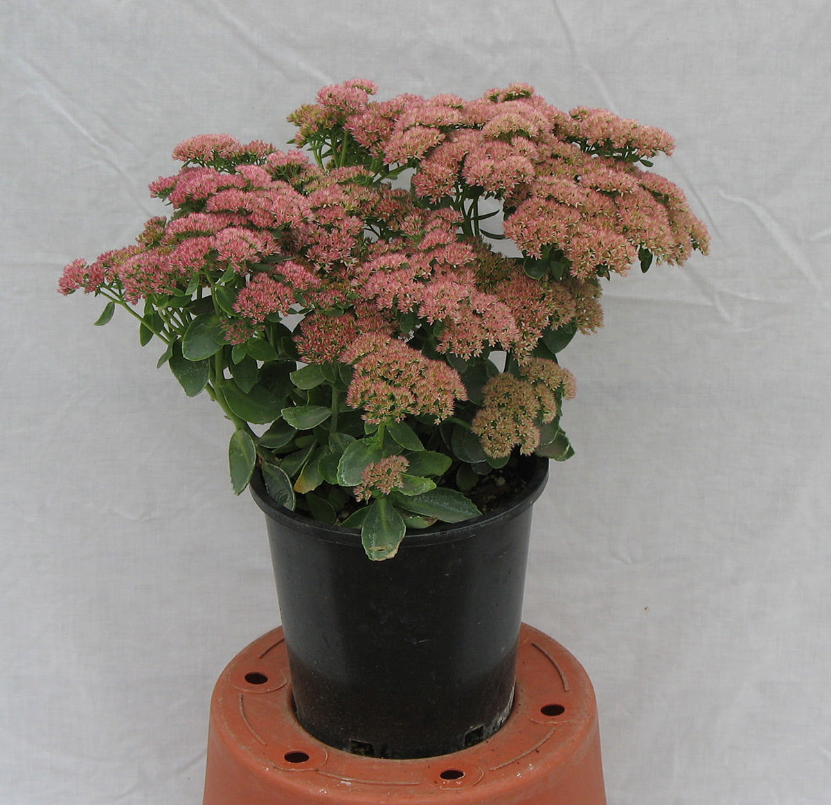 Autumn Joy Stonecrop