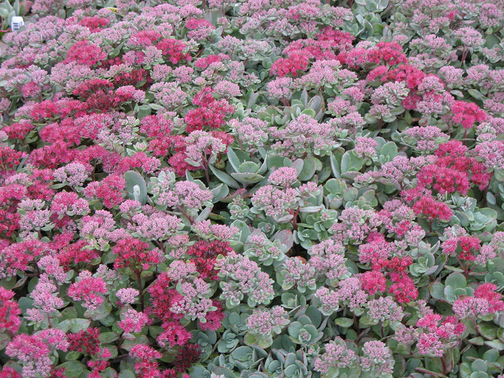 Vera Jameson Stonecrop