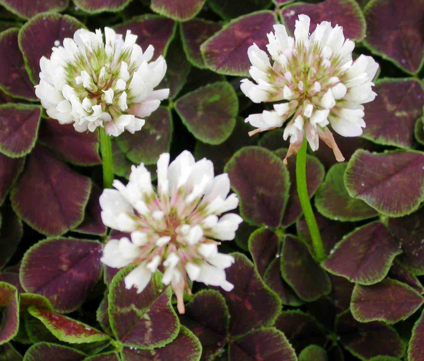 Dark Dancer™ White Clover