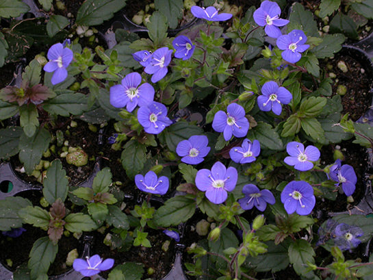 Veronica 'Georgia Blue' Speedwell