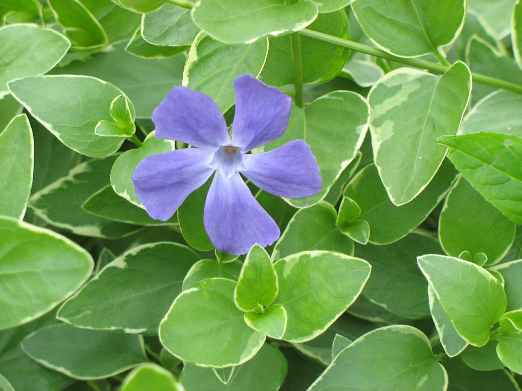 Variegated Big Leaf Periwinkle