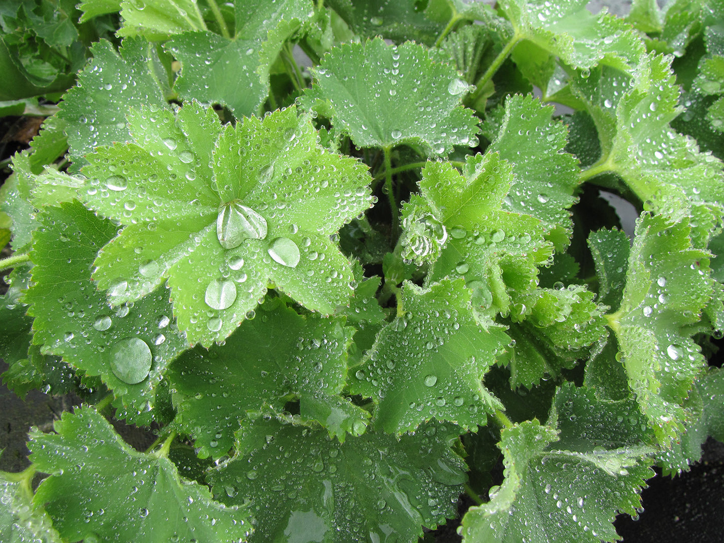 Lady's Mantle