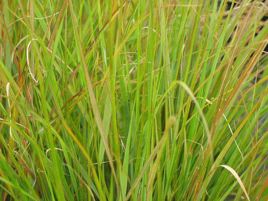 Pheasant Tail Grass
