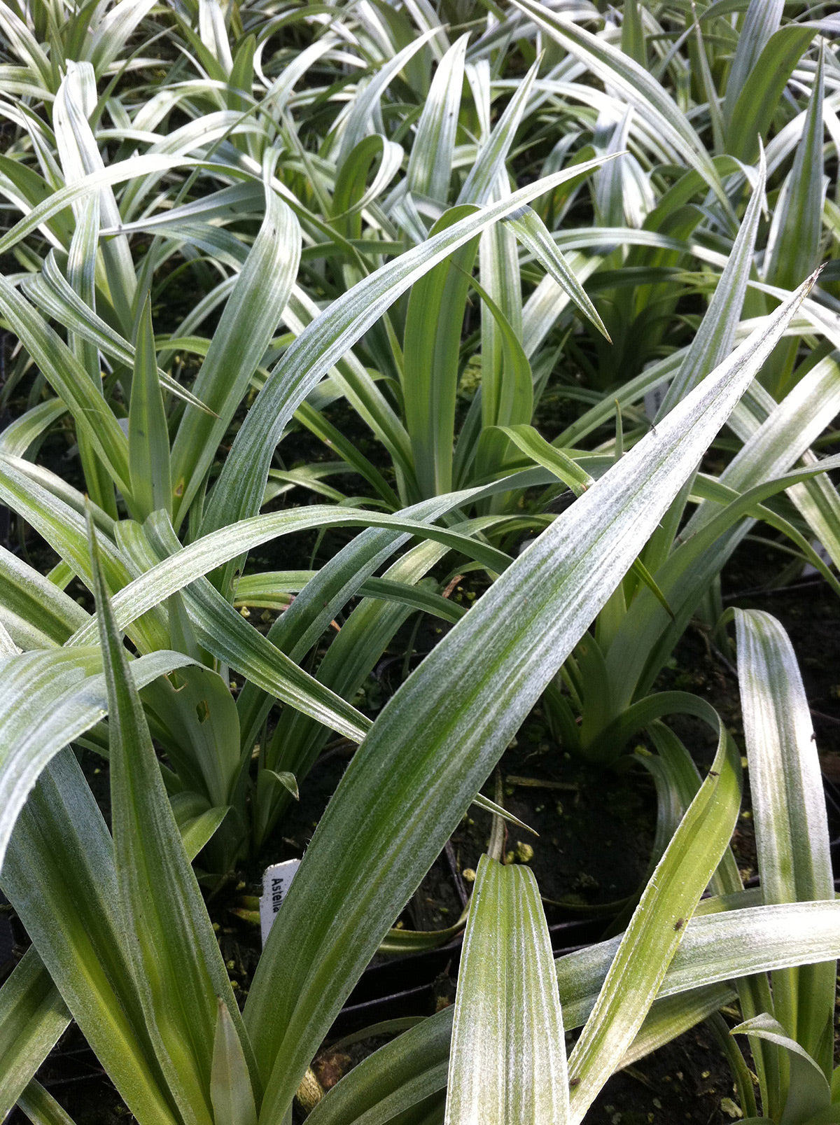Silver Astelia ‘Silver Shadow’