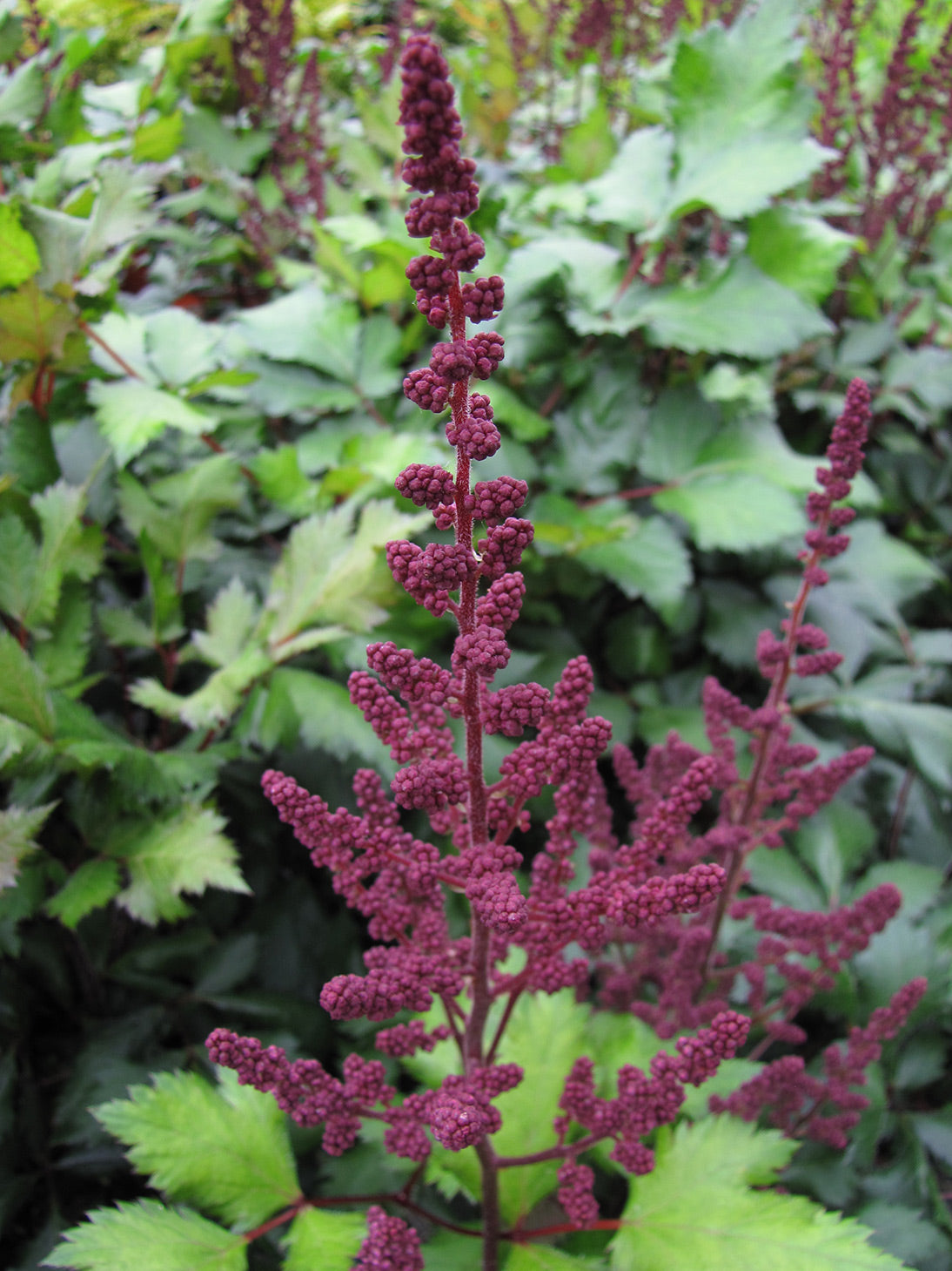 Visions in Red Astilbe