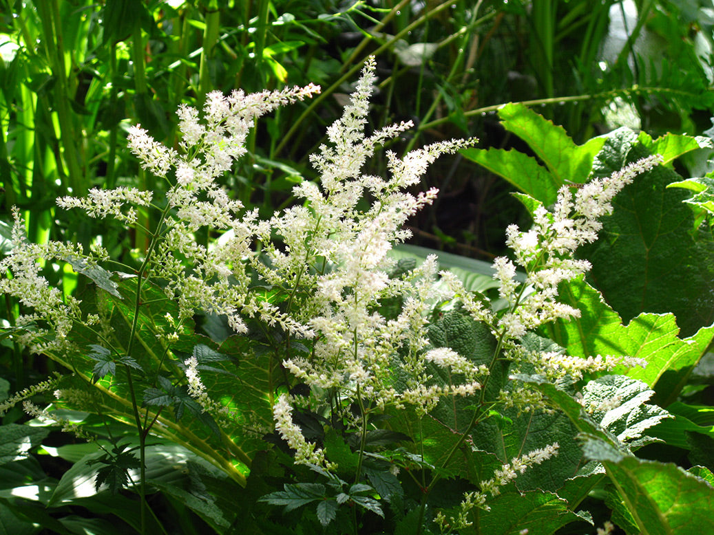 Visions in White Astilbe