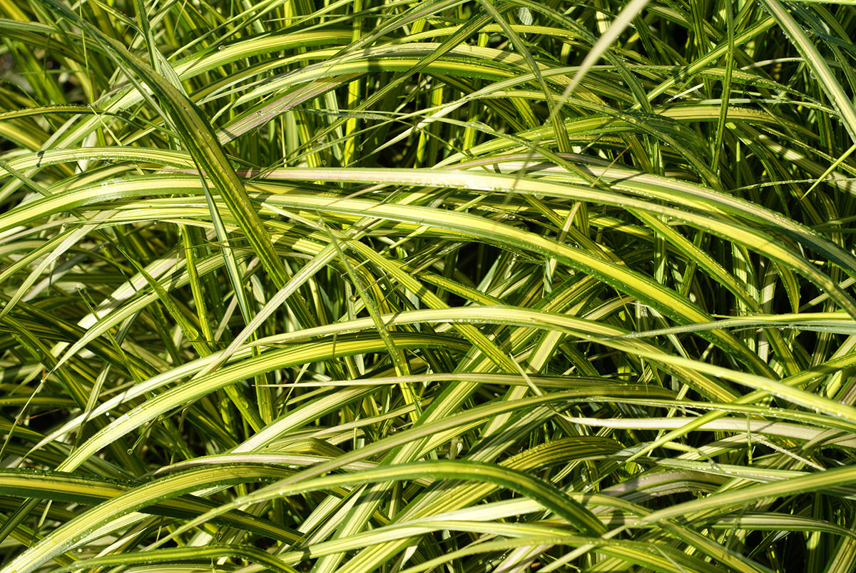Calamagrostis acuti. 'Eldorado' Reed Grass