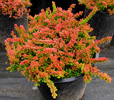 Winter Chocolate Heather