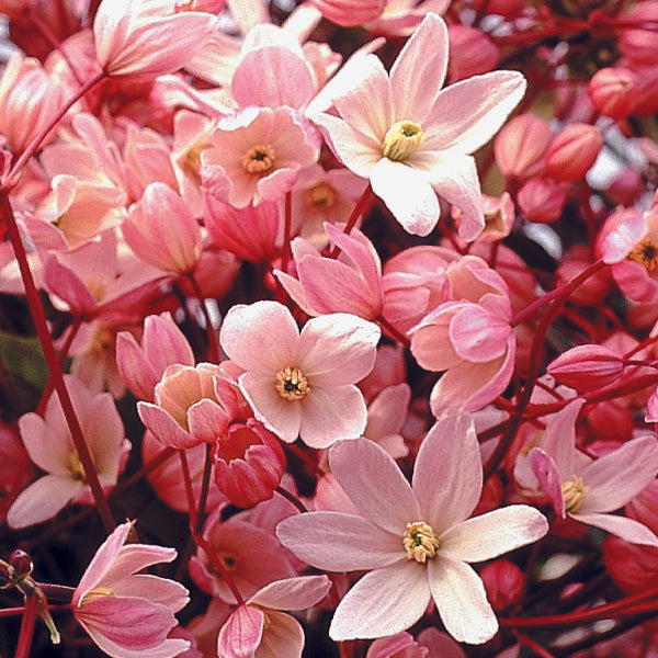 Apple Blossom Clematis