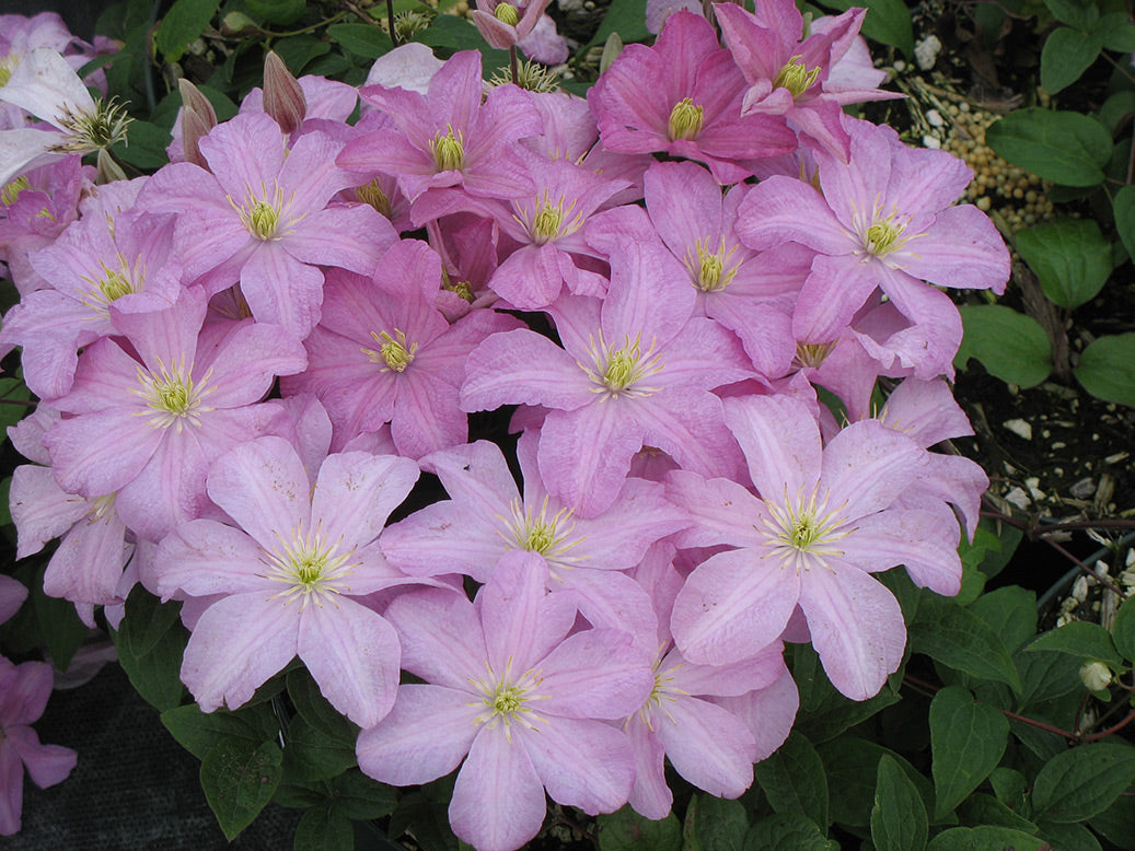 Comtesse De Bouchaud Clematis