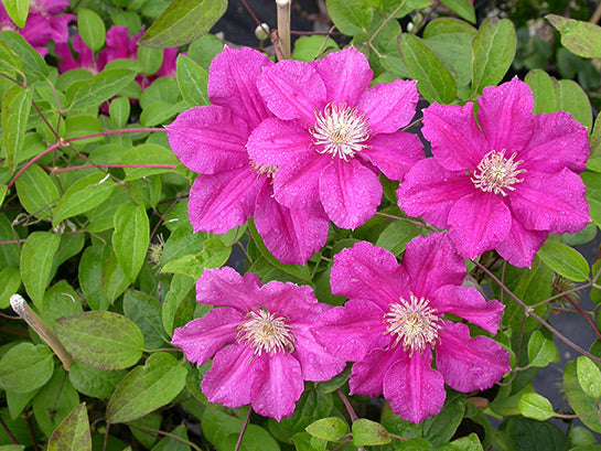 Ernest Markham Clematis